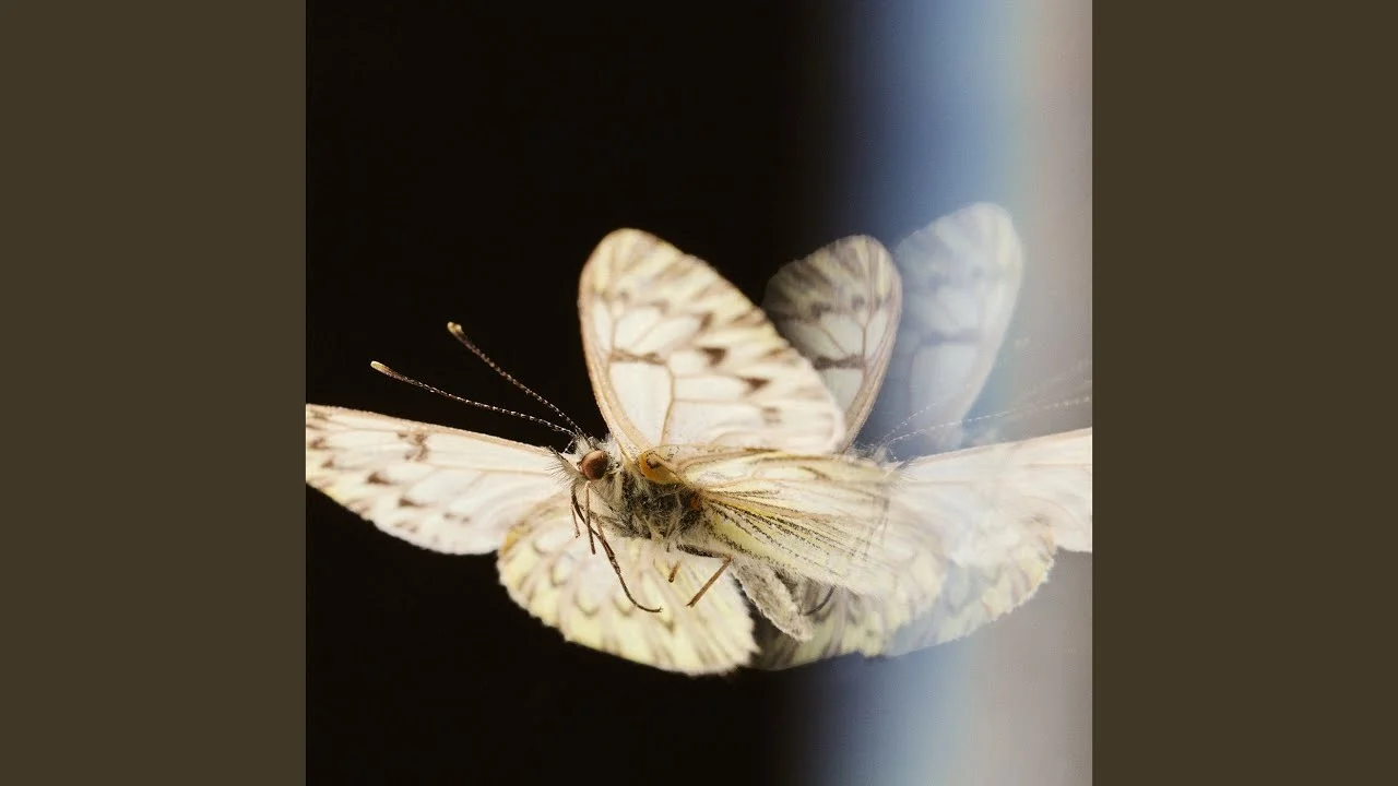 Hesse Kassel - Mariposa