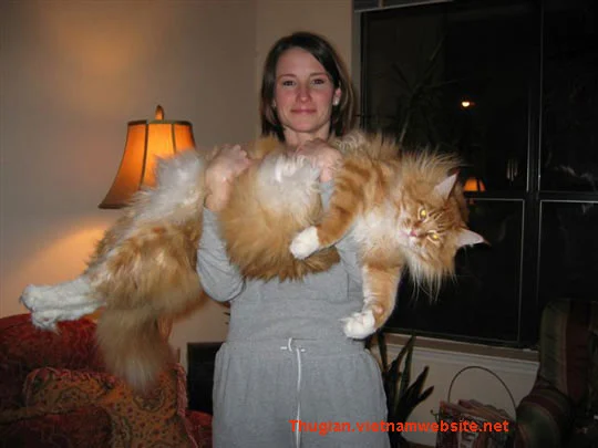 7 Divov Sveta - funny_cats_1.jpg