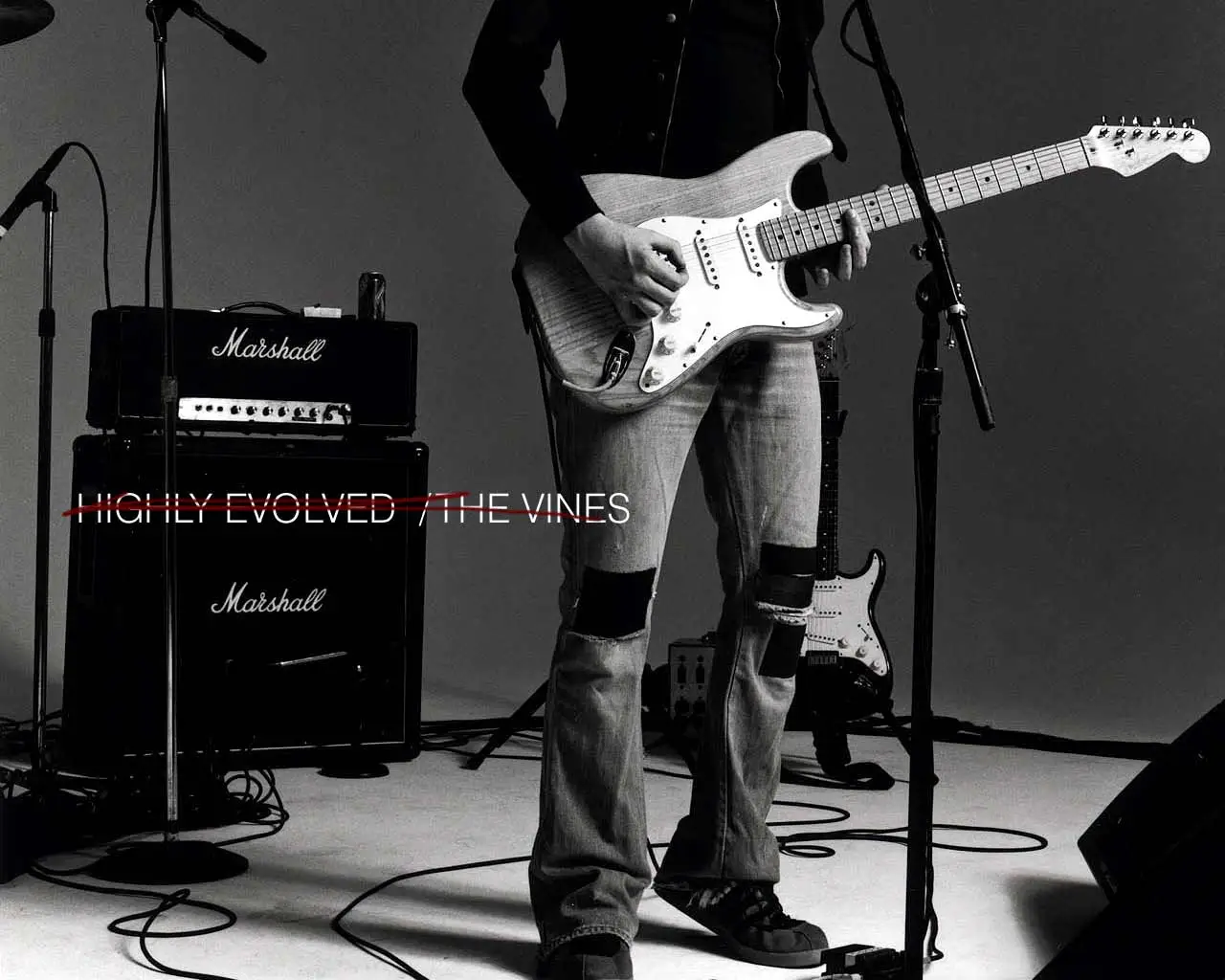 Vines - desktopLrg_4.jpg